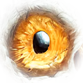 AllNightbirds