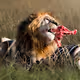 Wrath of a King by SilkSwati