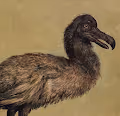 Observations # 1 (Biodiversity) - old