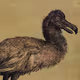 Observations # 1 (Biodiversity) - old