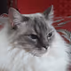 Poussin the marvellous ragdoll cat