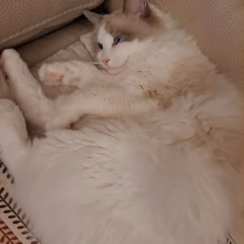 Bommy The cat