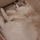 Bommy The cat