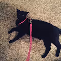Midnight The Cat