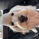 What the Dog Doing?