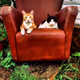 FarmCats