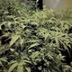 WEED - 0jwgxrBqh6