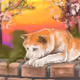 Hachi Genesis