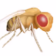 Fruit fly socials - old