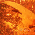 Amber Inclusion - old