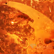 Amber Inclusion - old