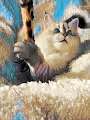 Achilles The Cat