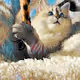 Achilles The Cat