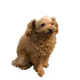 YY the doge