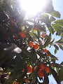 The Sun-Series