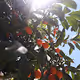 The Sun-Series