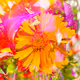 IGLIVISION Art & Design