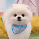 pomeranian_tororo