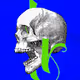 Skoltr, from old Norse. Word meaning: skull.