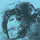 Minimalism Monkey
