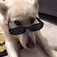 petpics - old
