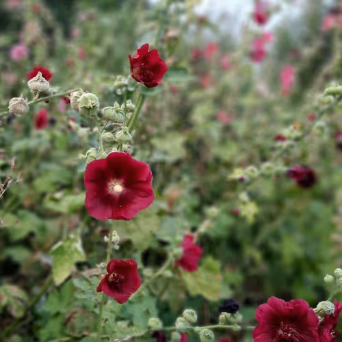 Flower art from S_E_E_M