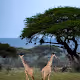 Stories from the wild