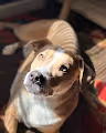 Summer's Dog - old