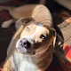 Summer's Dog - old