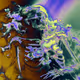 Grow in Decay