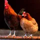 Chicken Bool Somi