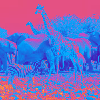 Wild Life Art And More