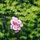 Noumena AI Florals