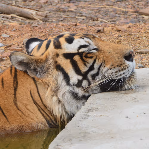 FREE COLLECTION - Royal Bengal Tiger