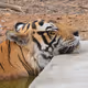 FREE COLLECTION - Royal Bengal Tiger