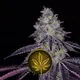 420 Flowers - Cannabis Strain Collection