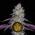 420 Flowers - Cannabis Strain Collection
