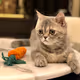 KittenWendy