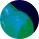 urben (URBN)