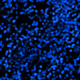 WebsterAZ Series a
