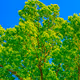 100 Trees