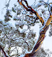 Snowgums Of Perisher