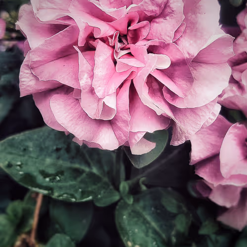 Wallpaper Collection.