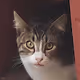 RARE CATZ