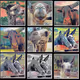 Friendly Animals Rockin' Together