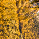 GoldenWater by Amara