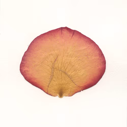 Study for Generated Petals (2022)