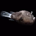 Deep Bream
