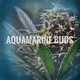 AQUAMARINE BUDS