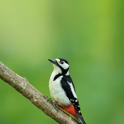 Editions By Ujval Pasupuleti